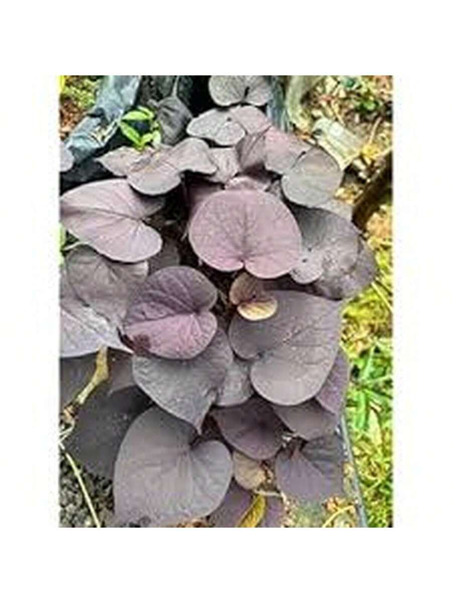 100 Semillas de Ipomoea Morada (Campanilla Morada)