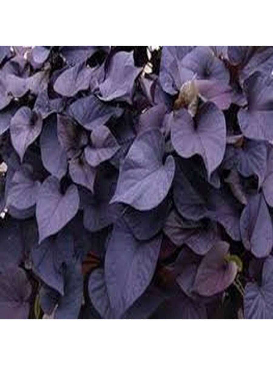 100 Semillas de Ipomoea Morada (Campanilla Morada)