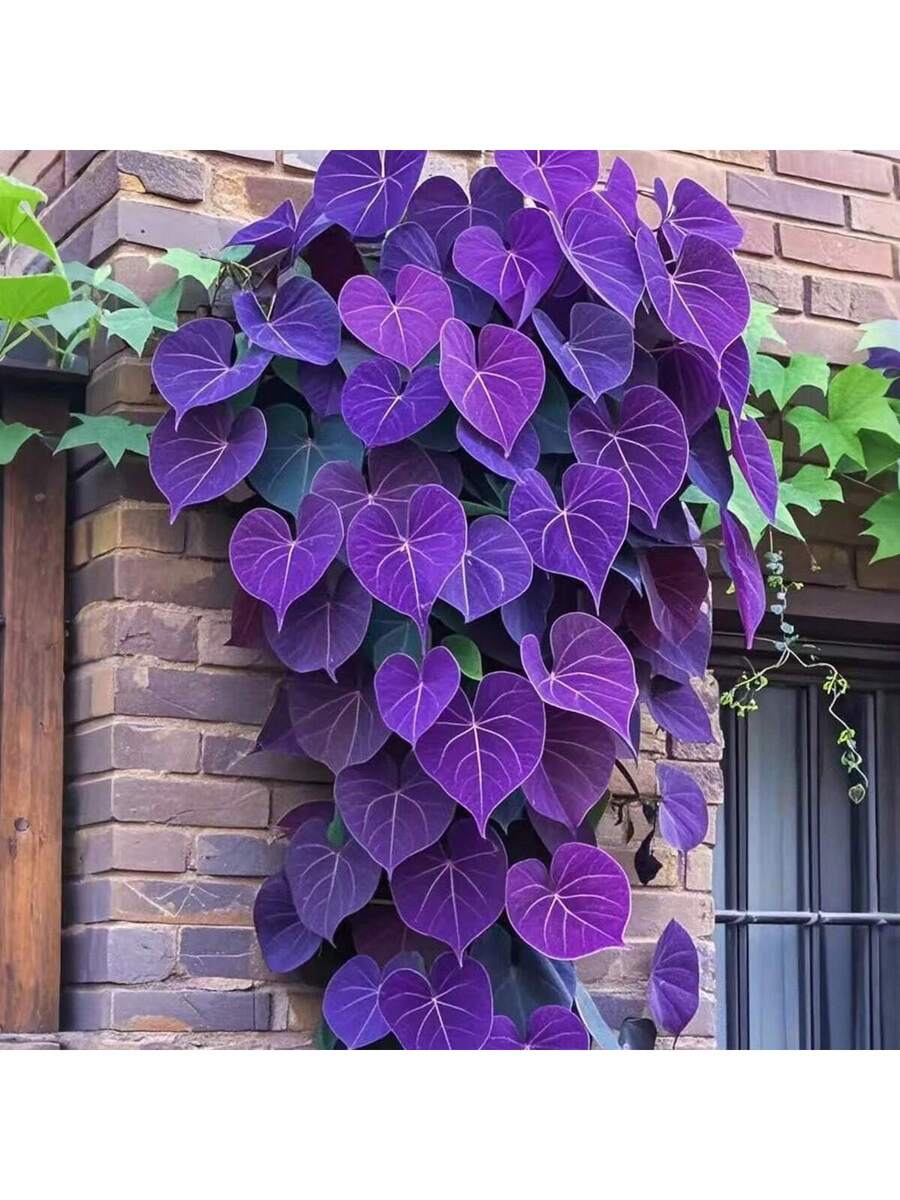100 Semillas de Ipomoea Morada (Campanilla Morada)