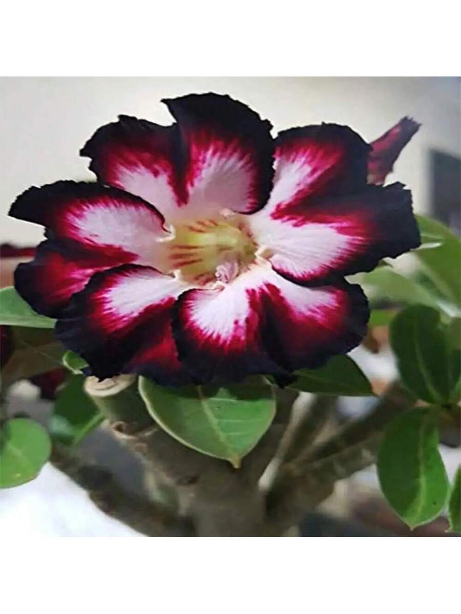 Set de 188 semillas de rosa del desierto Rosa Holmiana