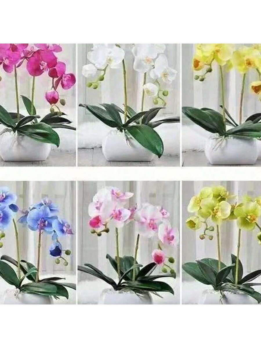 100 Semillas de Orquídea Mariposa