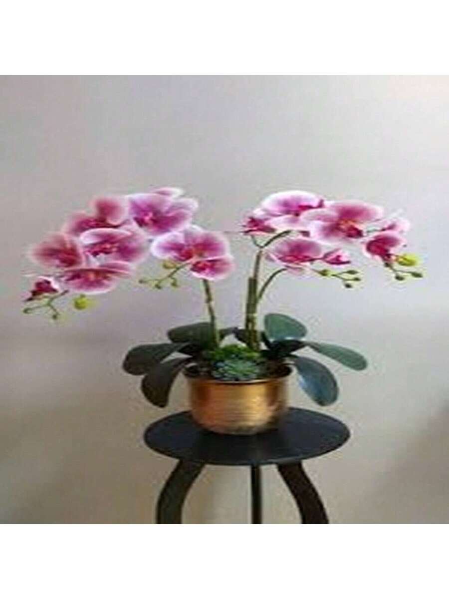 100 Semillas de Orquídea Mariposa