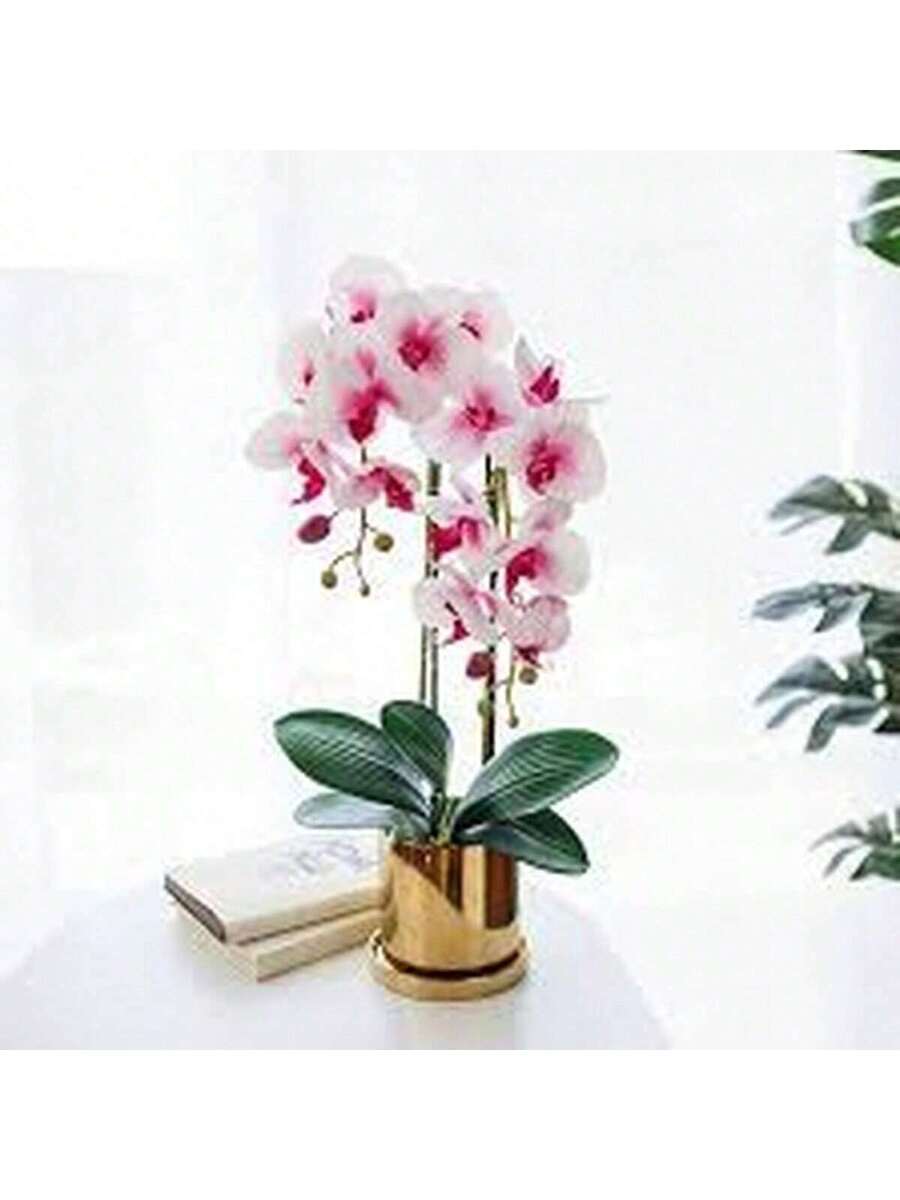 100 Semillas de Orquídea Mariposa
