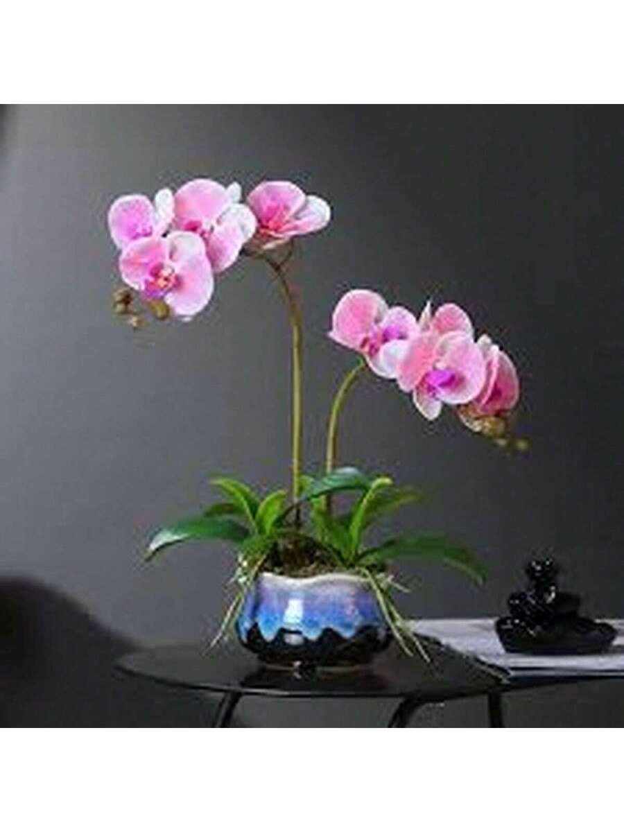 100 Semillas de Orquídea Mariposa