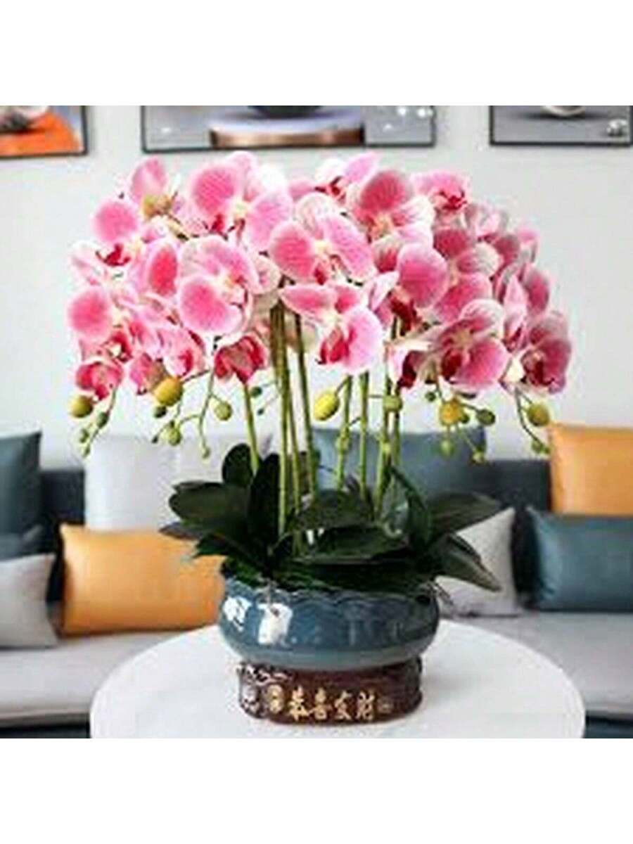 100 Semillas de Orquídea Mariposa