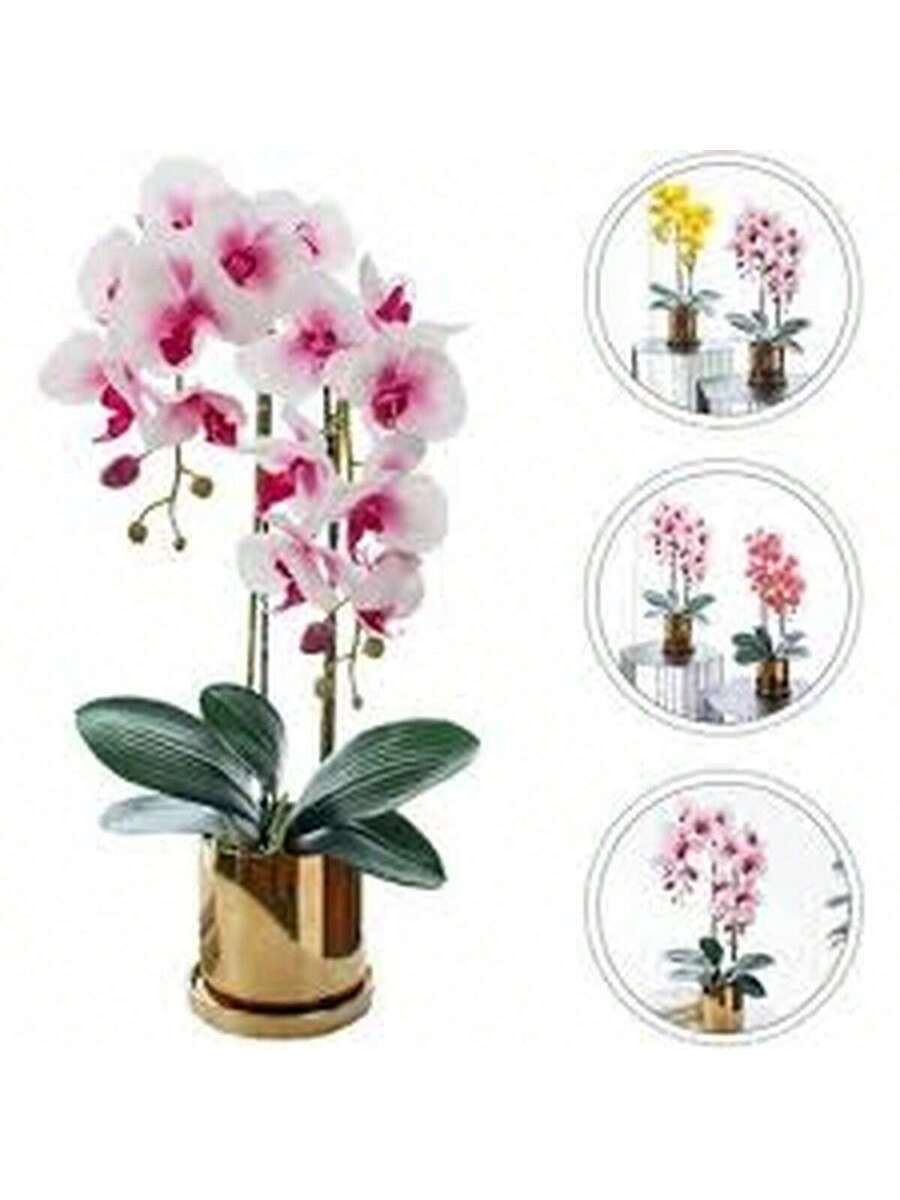 100 Semillas de Orquídea Mariposa