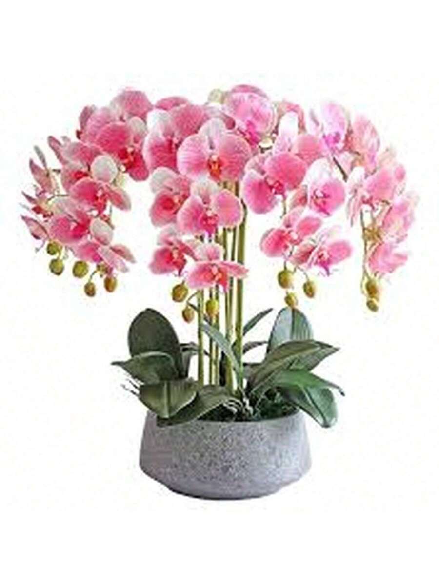 100 Semillas de Orquídea Mariposa