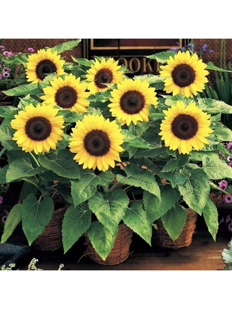 Semillas de Girasol Caña Baja - 100 Unidades