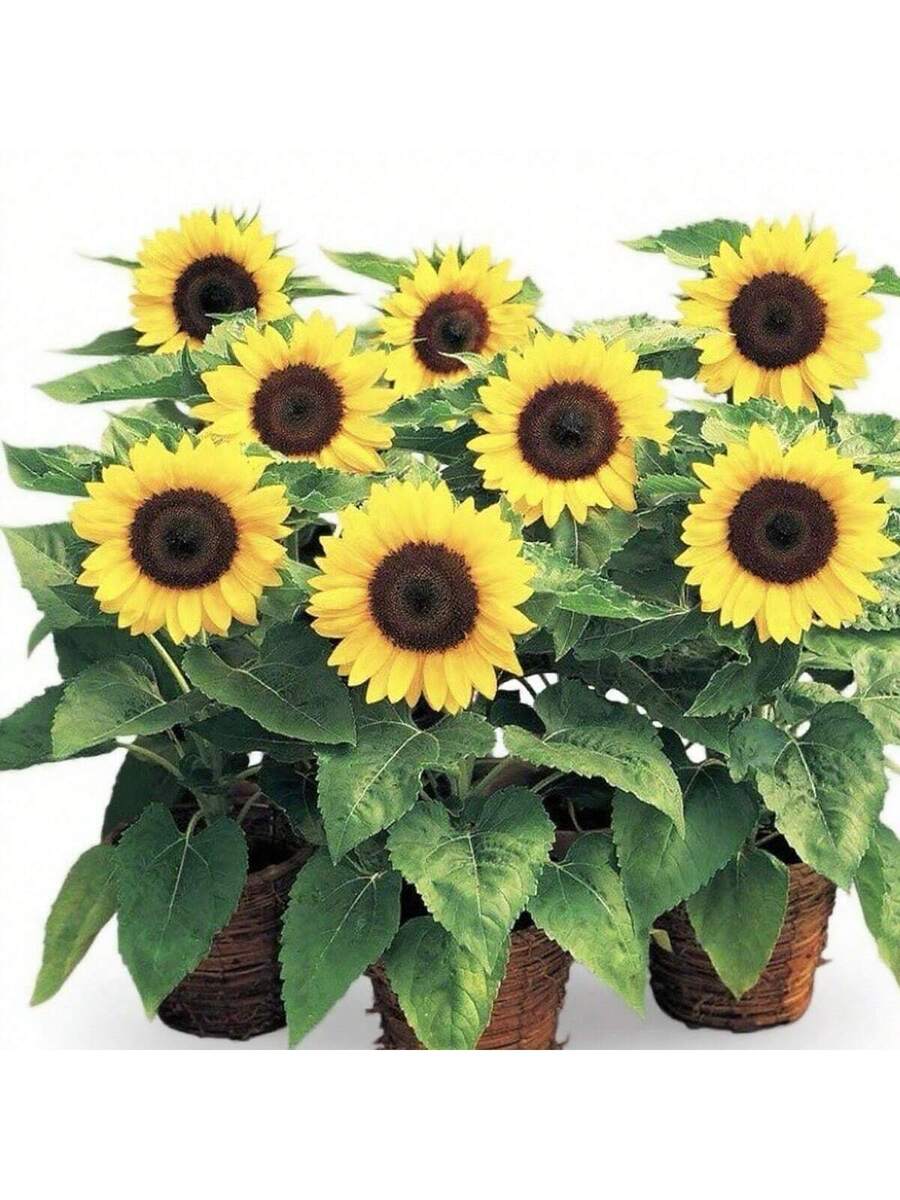 Semillas de Girasol Caña Baja - 100 Unidades