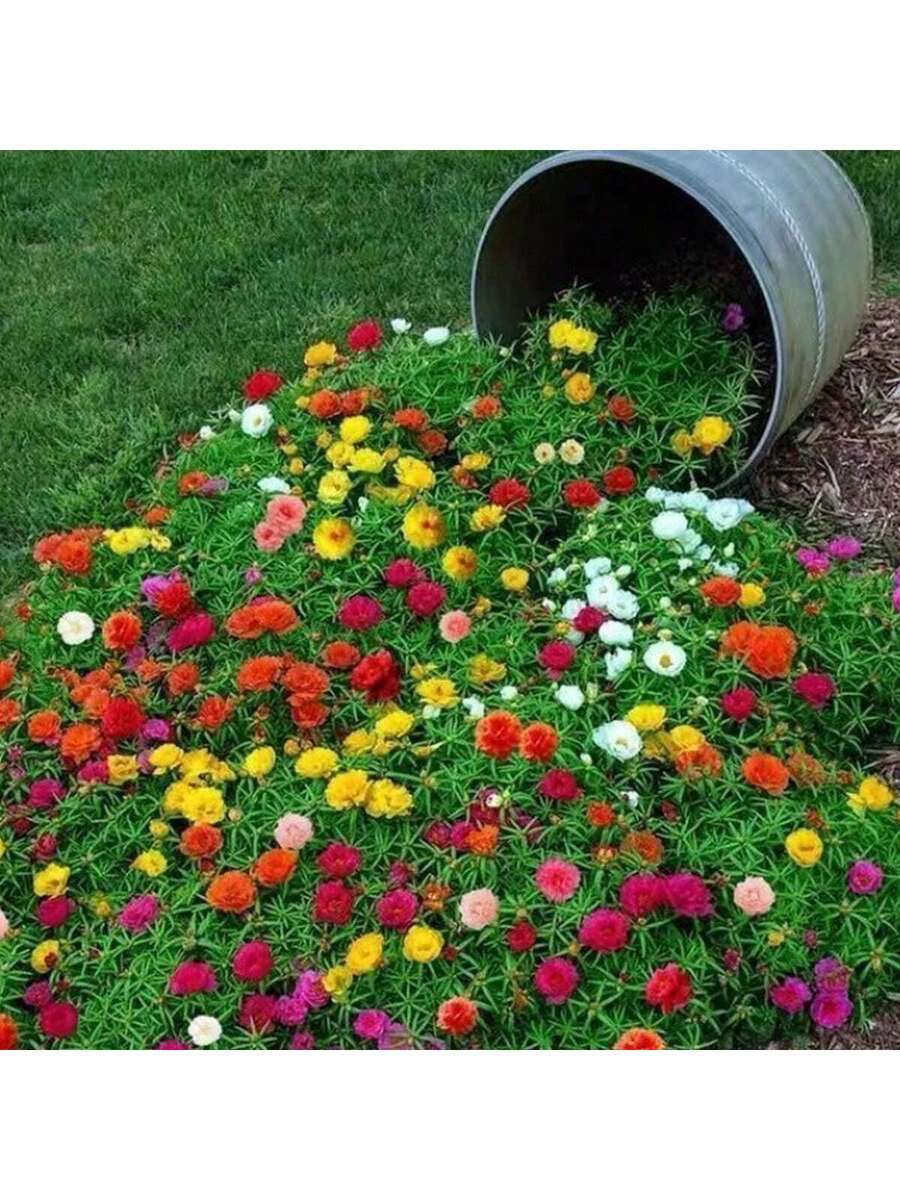 Semillas de Girasol (Variedad Multicolor) Aproximadamente 3000 Granos