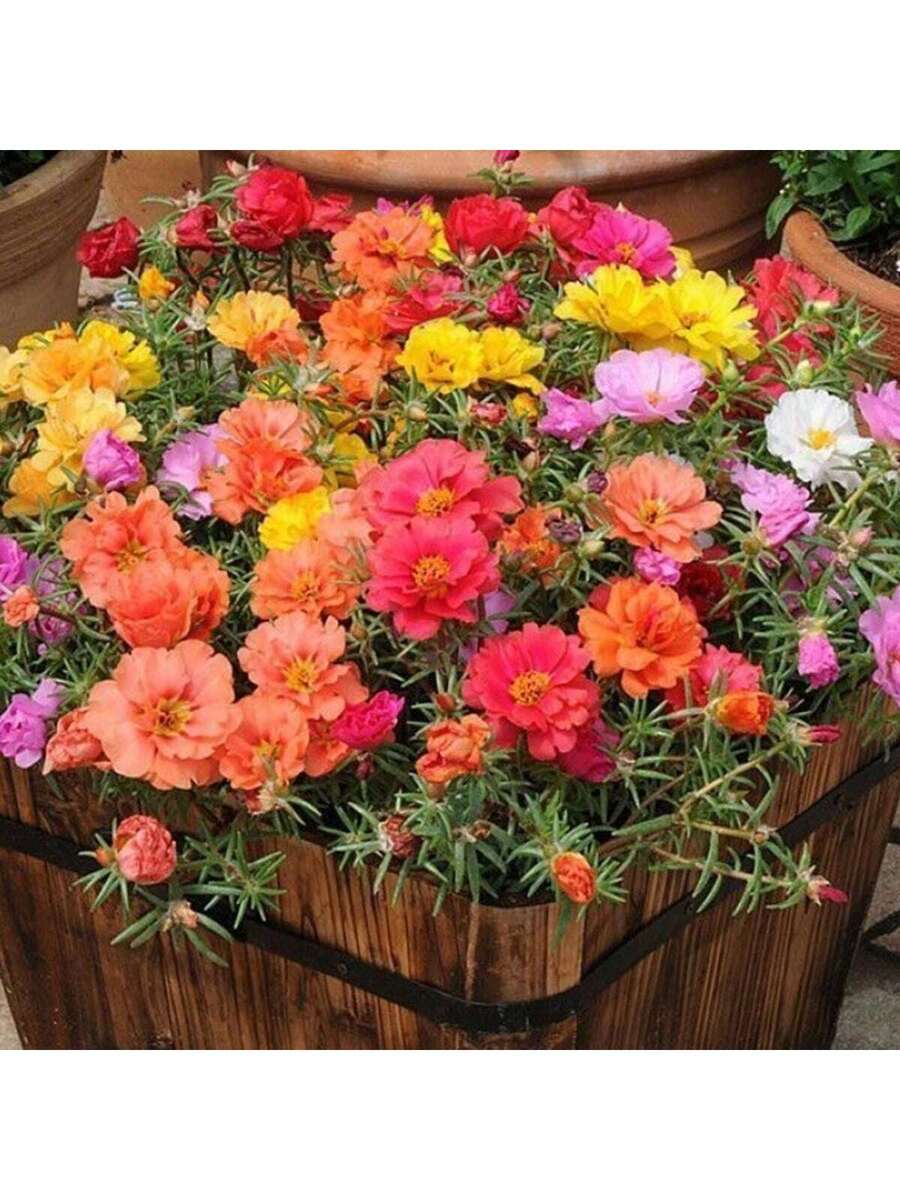 Semillas de Girasol (Variedad Multicolor) Aproximadamente 3000 Granos