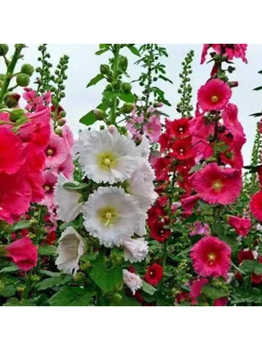 100 Semillas de Alcea Rosea Simple Blanca (Malva Real)