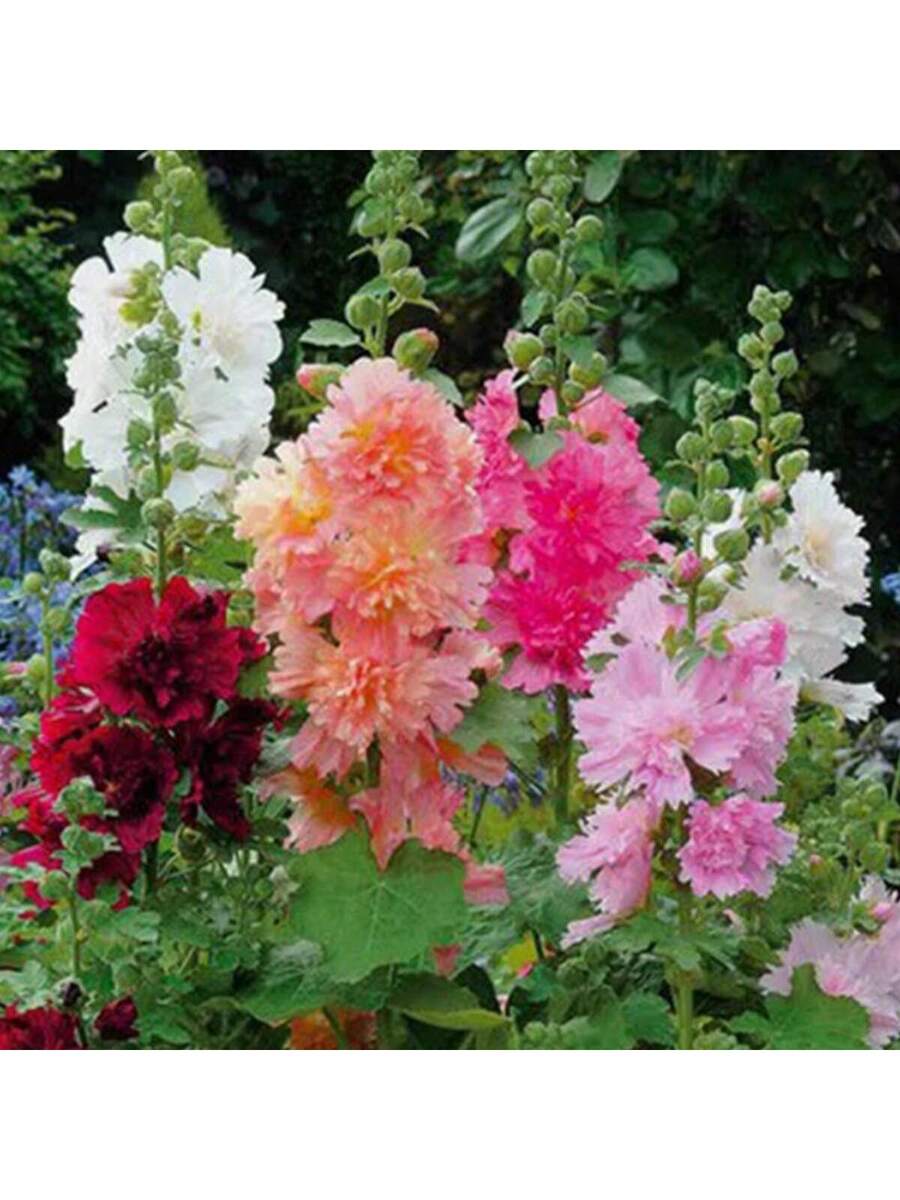 100 Semillas de Alcea Rosea Simple Blanca (Malva Real)