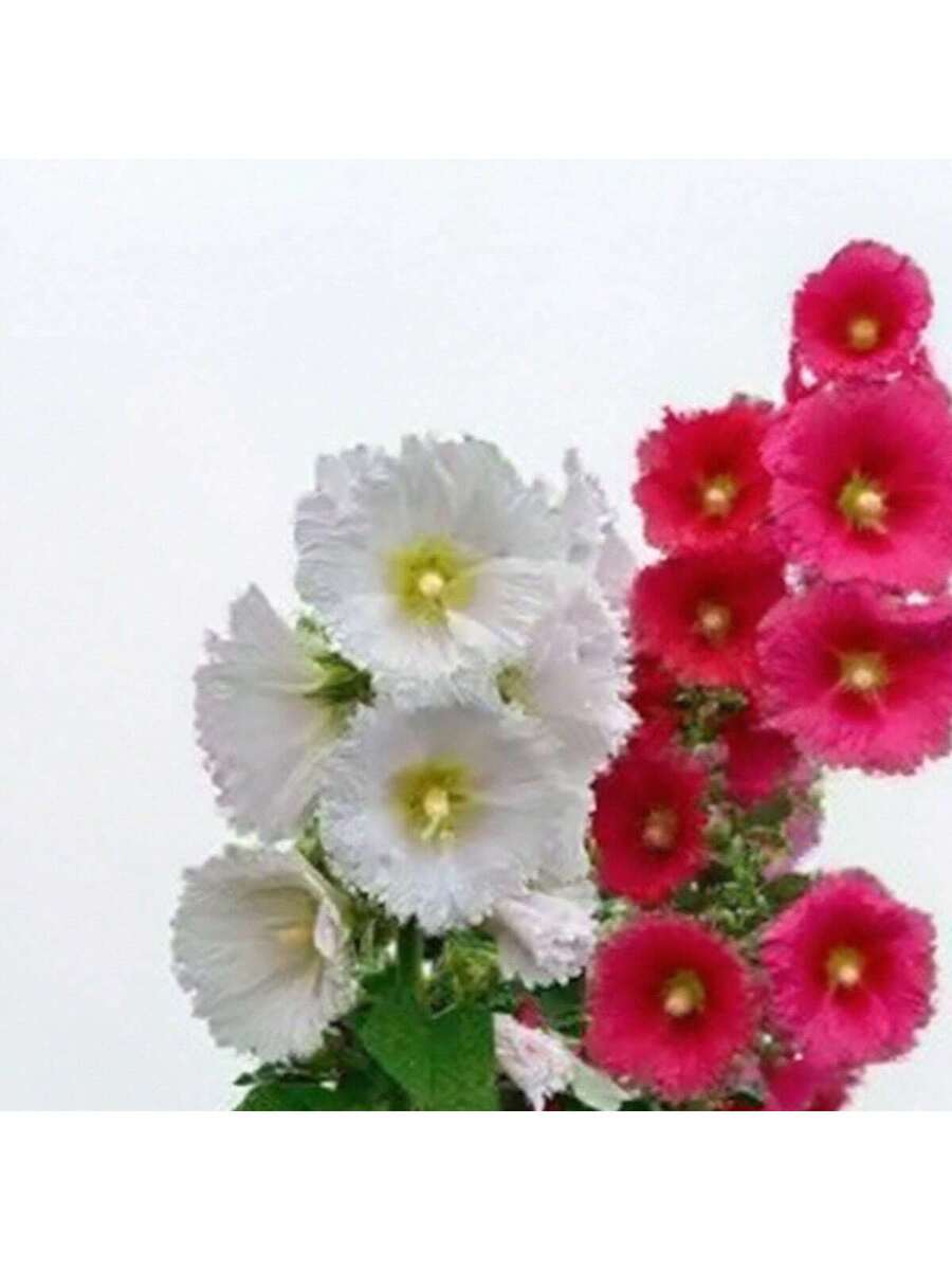 100 Semillas de Alcea Rosea Simple Blanca (Malva Real)