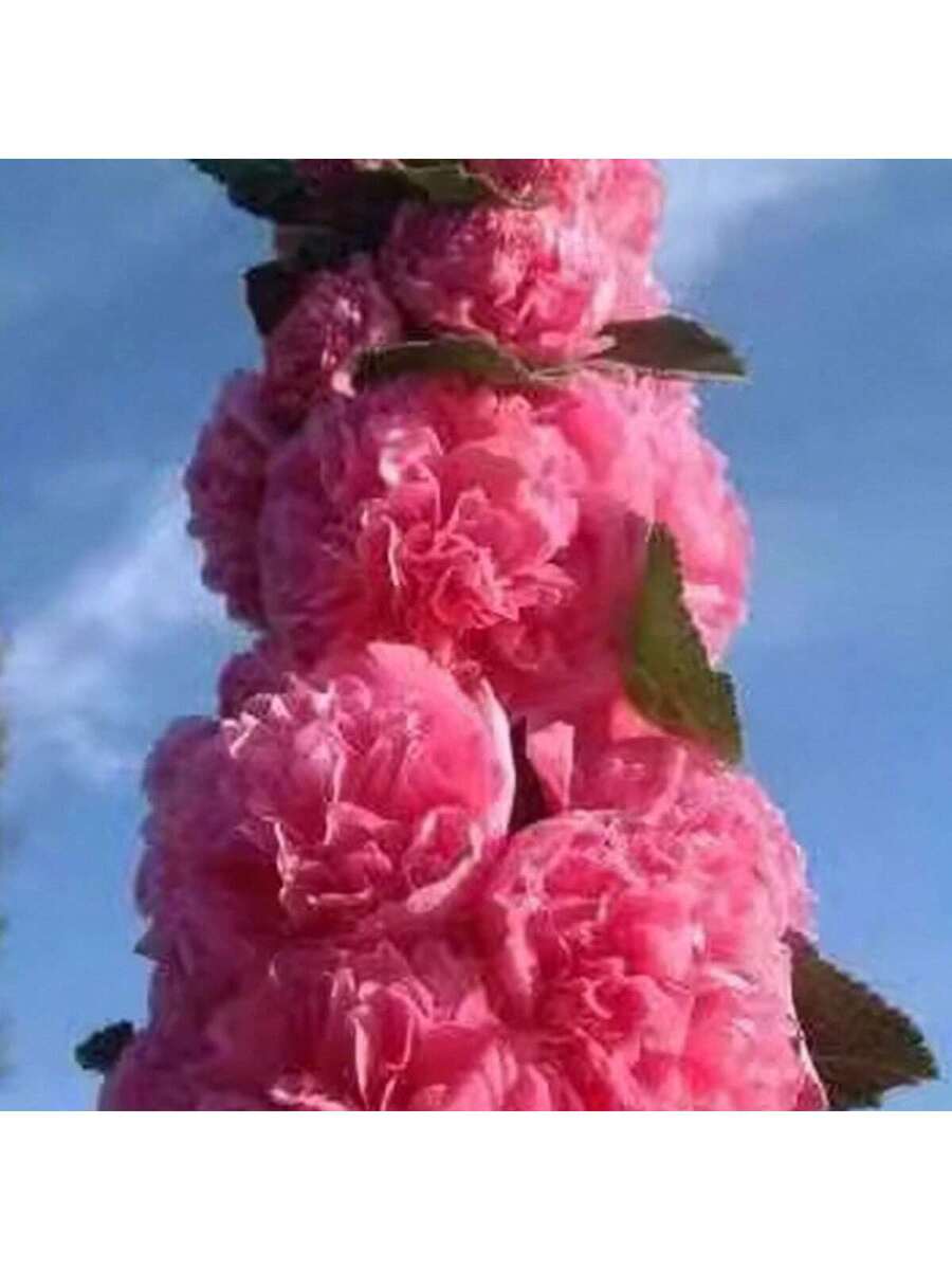 100 Semillas de Alcea Rosea Doble Color Nube Rosa (Malva Real)