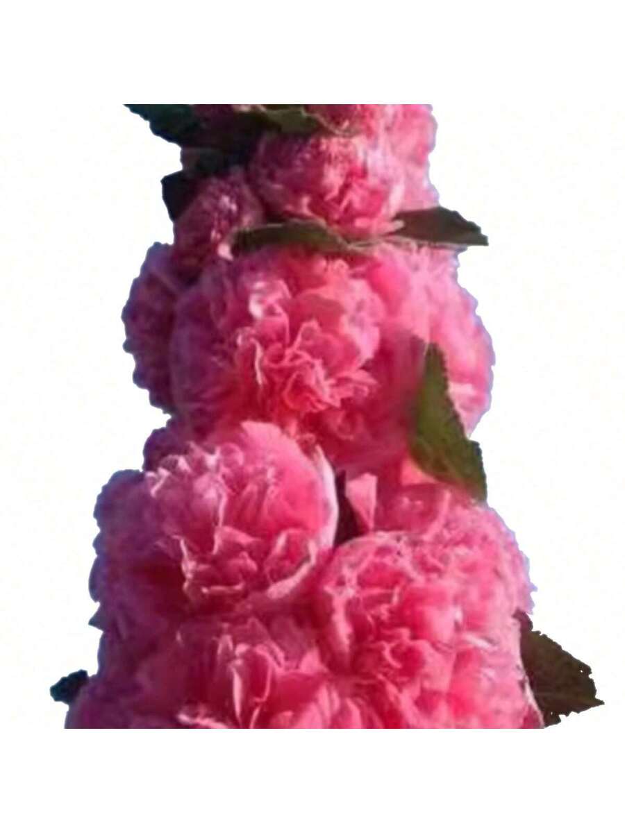 100 Semillas de Alcea Rosea Doble Color Nube Rosa (Malva Real)