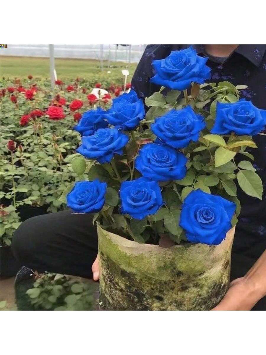 100 Semillas de Rosa (Flor Azul Intenso como Súpernova)
