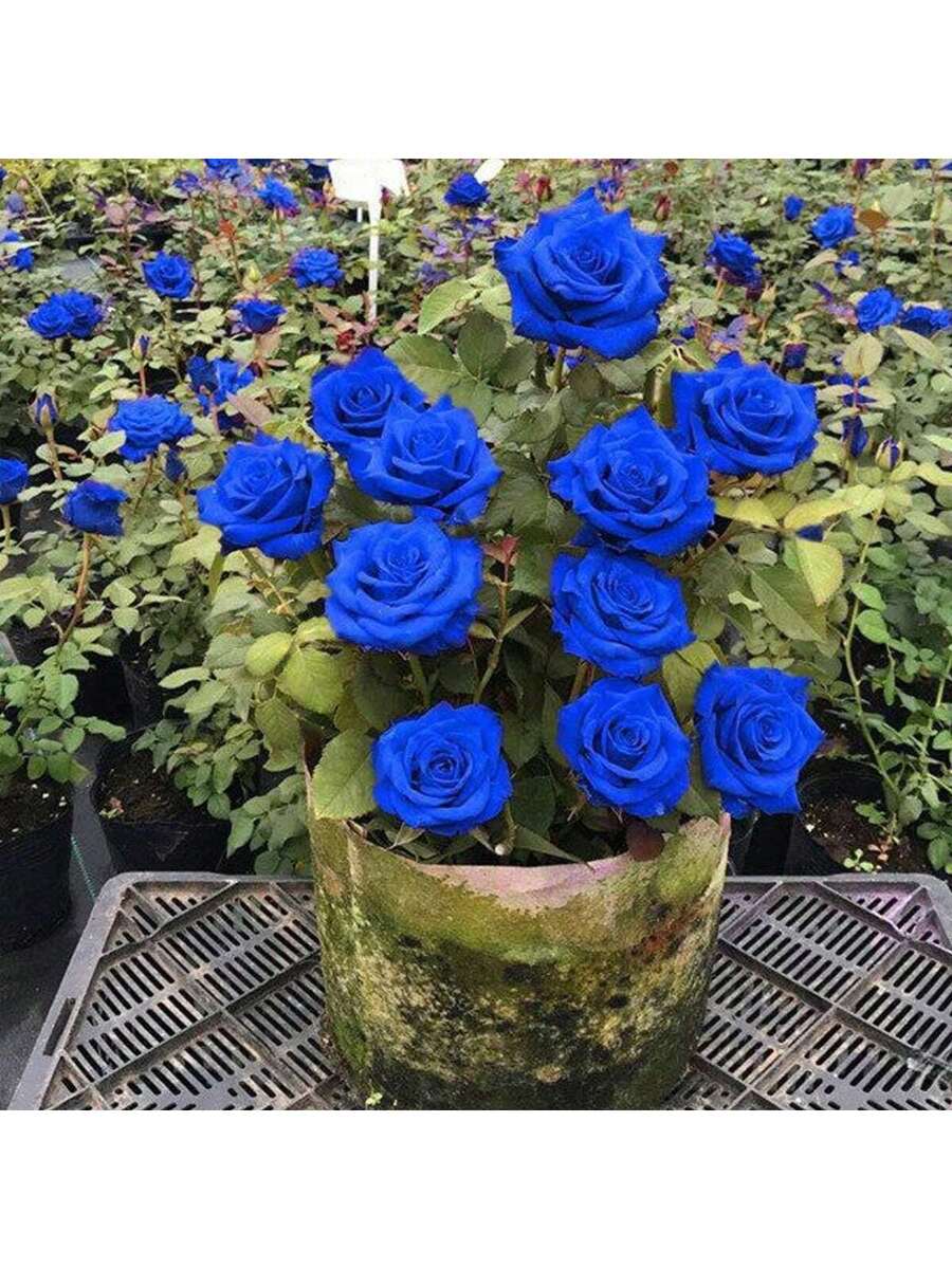 100 Semillas de Rosa (Flor Azul Intenso como Súpernova)