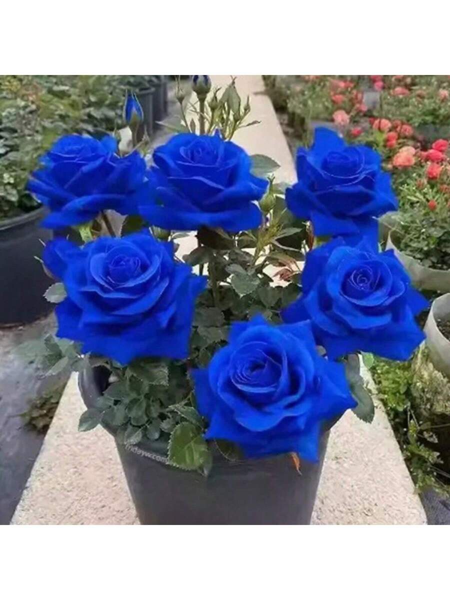 100 Semillas de Rosa (Flor Azul Intenso como Súpernova)