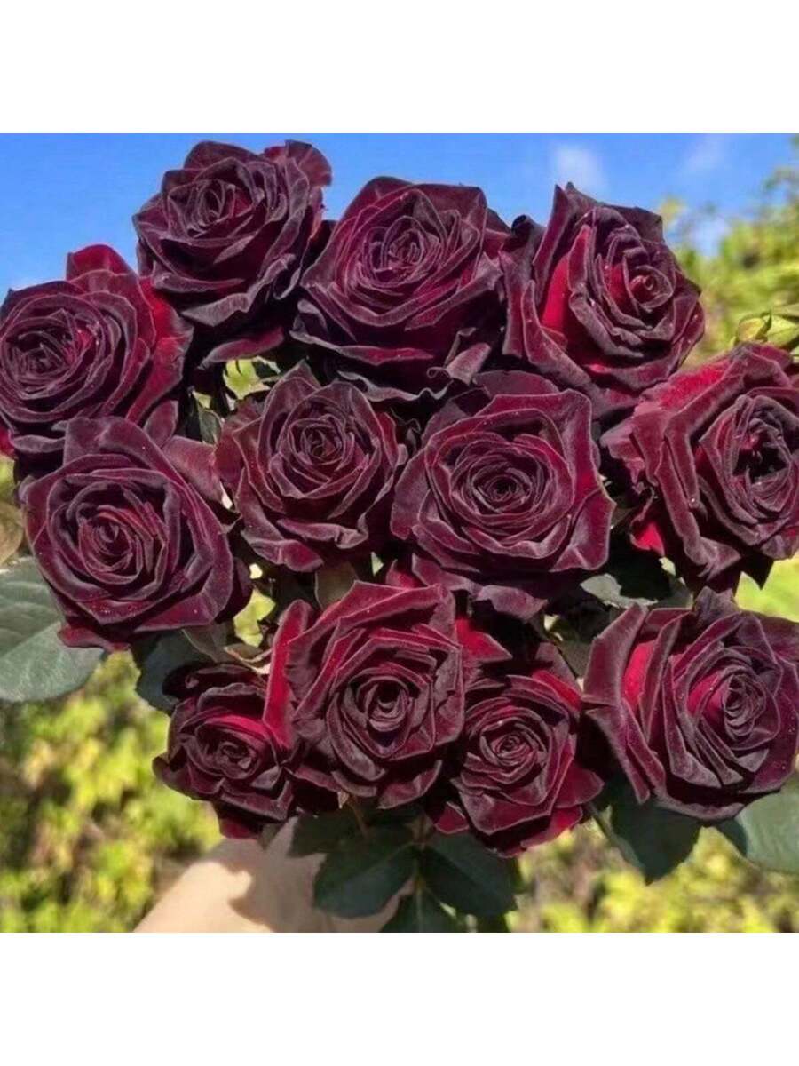 100 Semillas de Rosa Pompón Americano