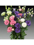 300 Semillas de Eustoma de Colores Mixtos (Rosa/Blanco/Púrpura/Champán)