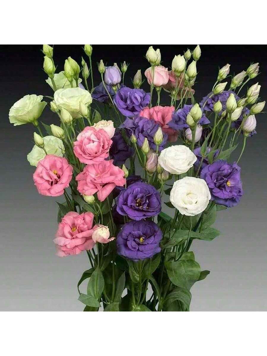 300 Semillas de Eustoma de Colores Mixtos (Rosa/Blanco/Púrpura/Champán)