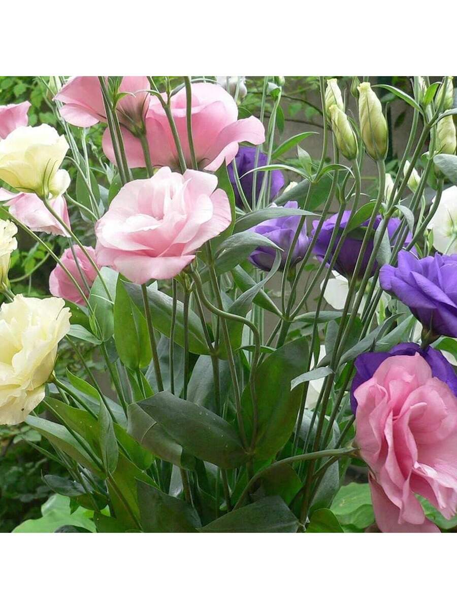 300 Semillas de Eustoma de Colores Mixtos (Rosa/Blanco/Púrpura/Champán)