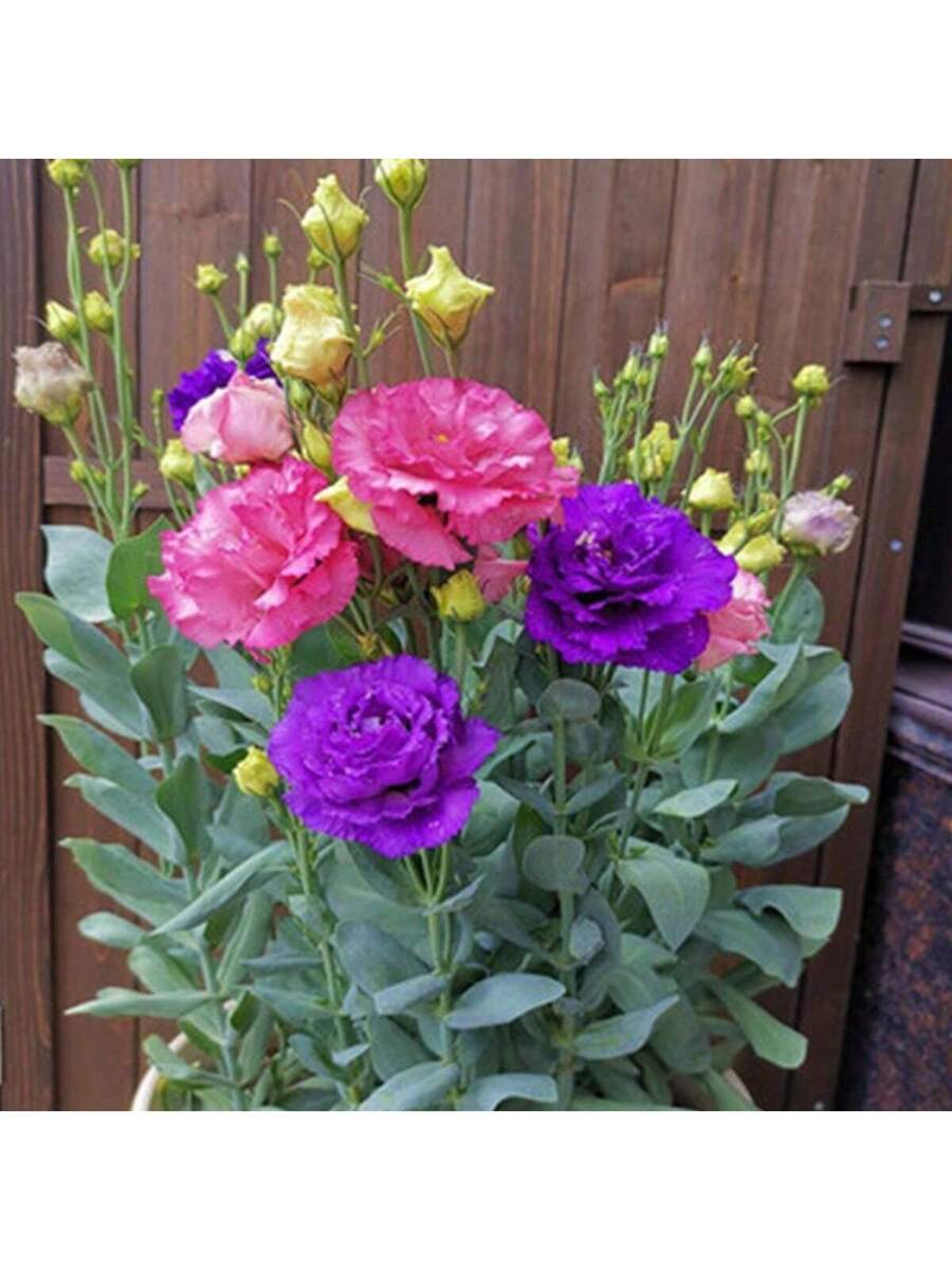 300 Semillas de Eustoma de Colores Mixtos (Rosa/Blanco/Púrpura/Champán)