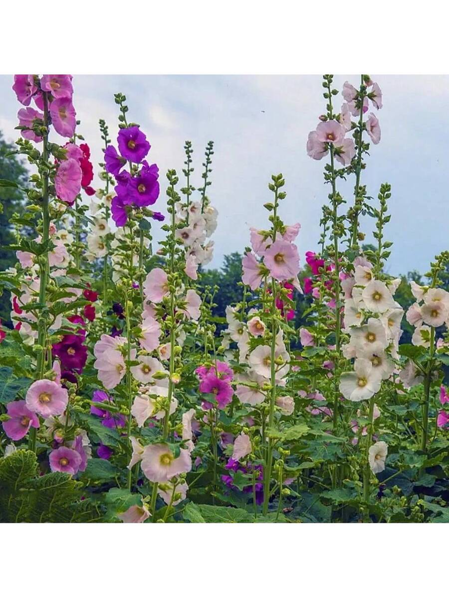 332 piezas de semillas de malva para plantar Alcea rosea