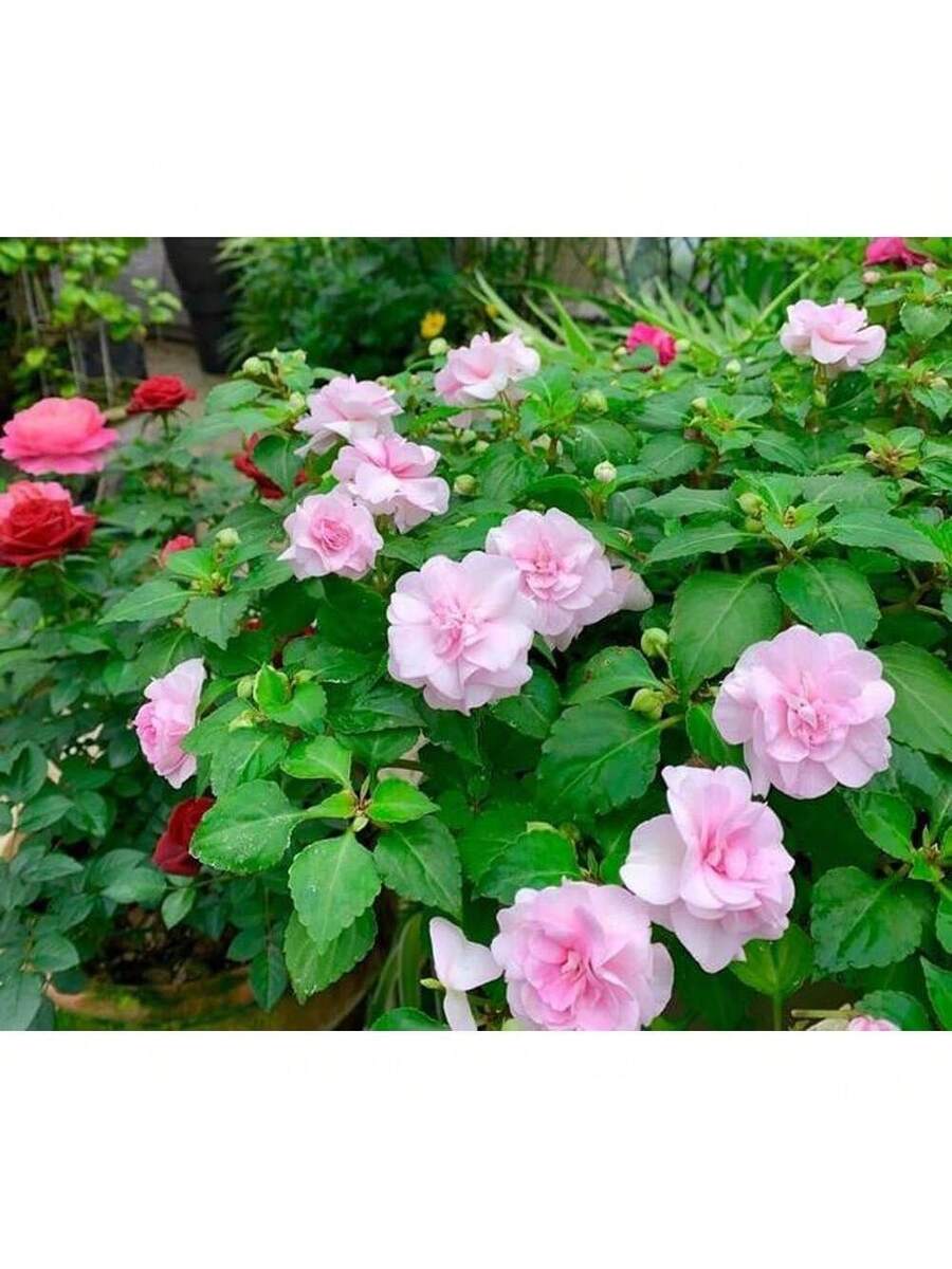 211 piezas semillas mixtas camelia