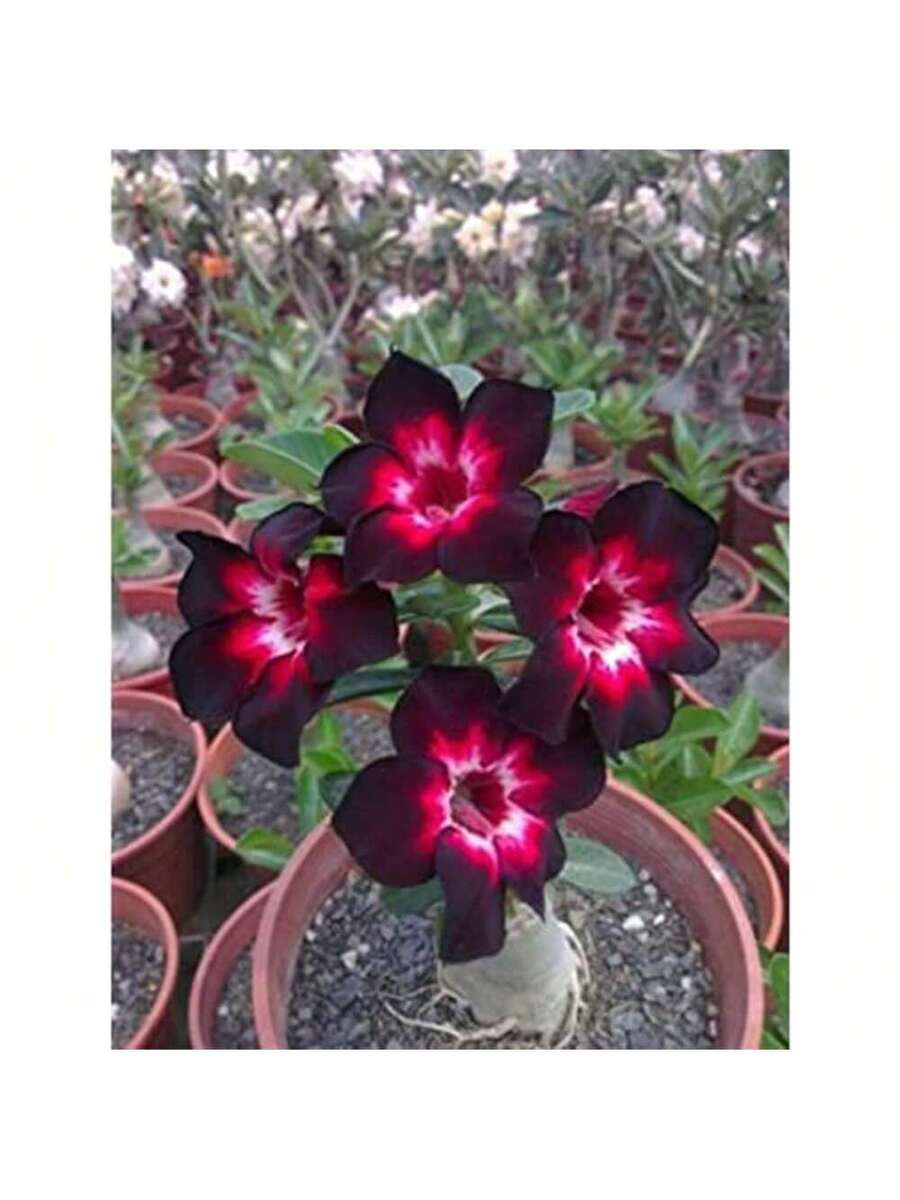 Set de 188 semillas de rosa del desierto Rosa Holmiana