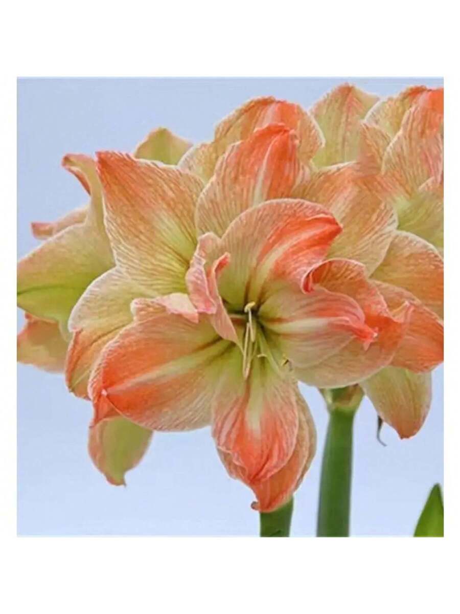 207 bolas de Amaryllis Vittata semillas bulbos