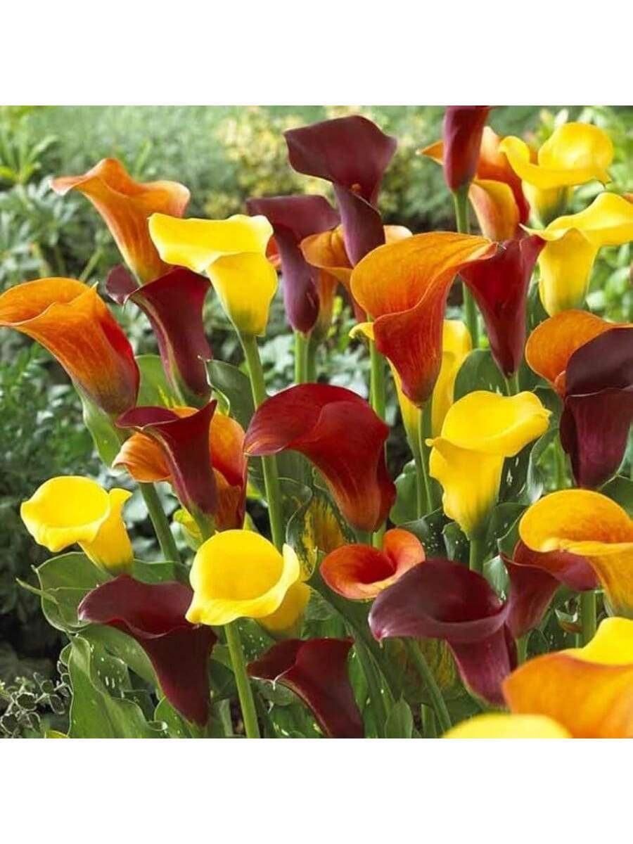 150 bulbos de lirio Kara