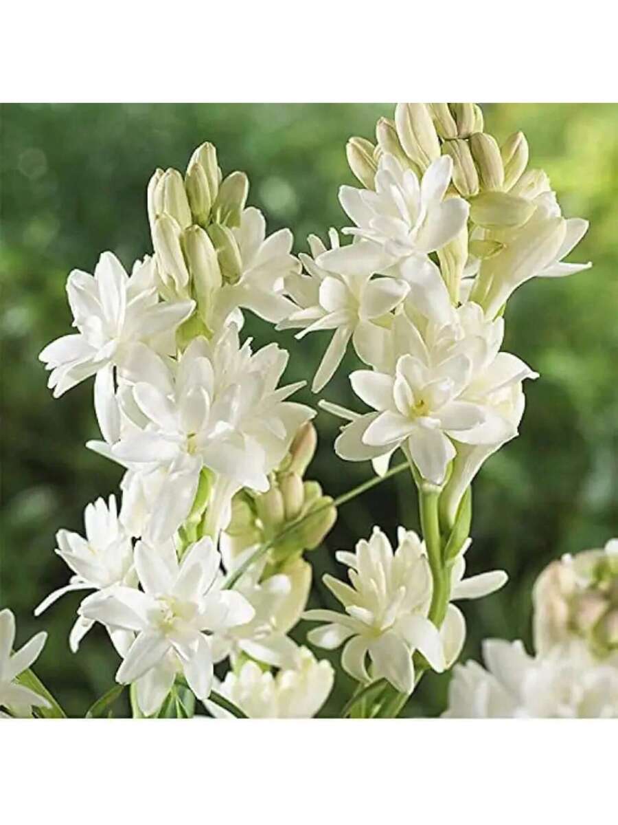 238 piezas de bulbos de flor de tuberosa blanca