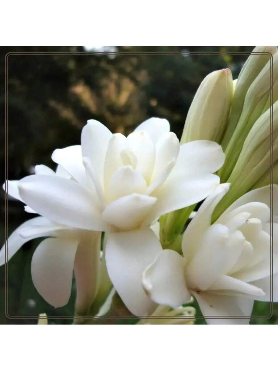 238 piezas de bulbos de flor de tuberosa blanca