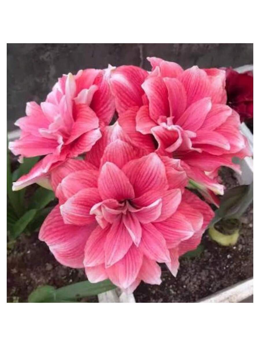 342 piezas de semillas de Amaryllis Vittata