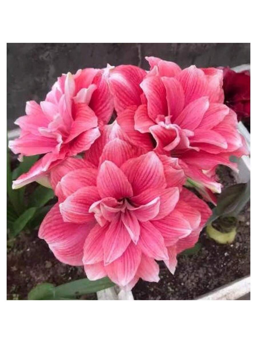 342 piezas de semillas de Amaryllis Vittata
