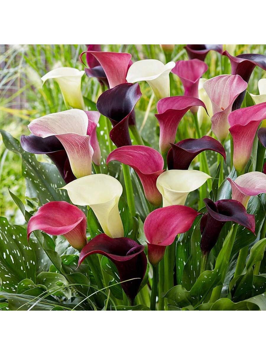 Semillas de Lirio de Cala Hermosas Flores -100pcs Semillas