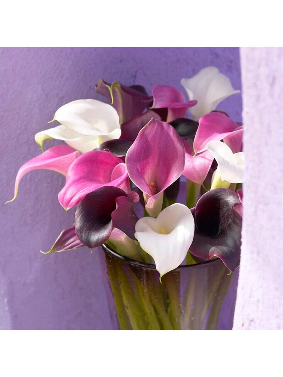 Semillas de Lirio de Cala Hermosas Flores -100pcs Semillas