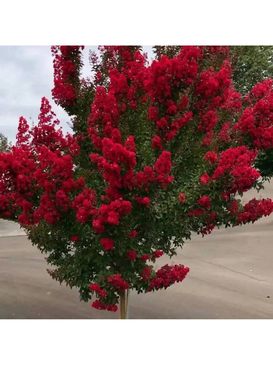 Árbol rojo de seda roja (Lagerstroemia indica)
