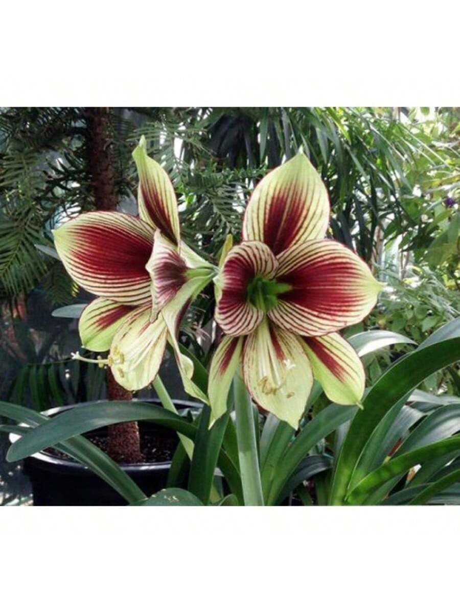 2 Bulbos de Amaryllis Vittata