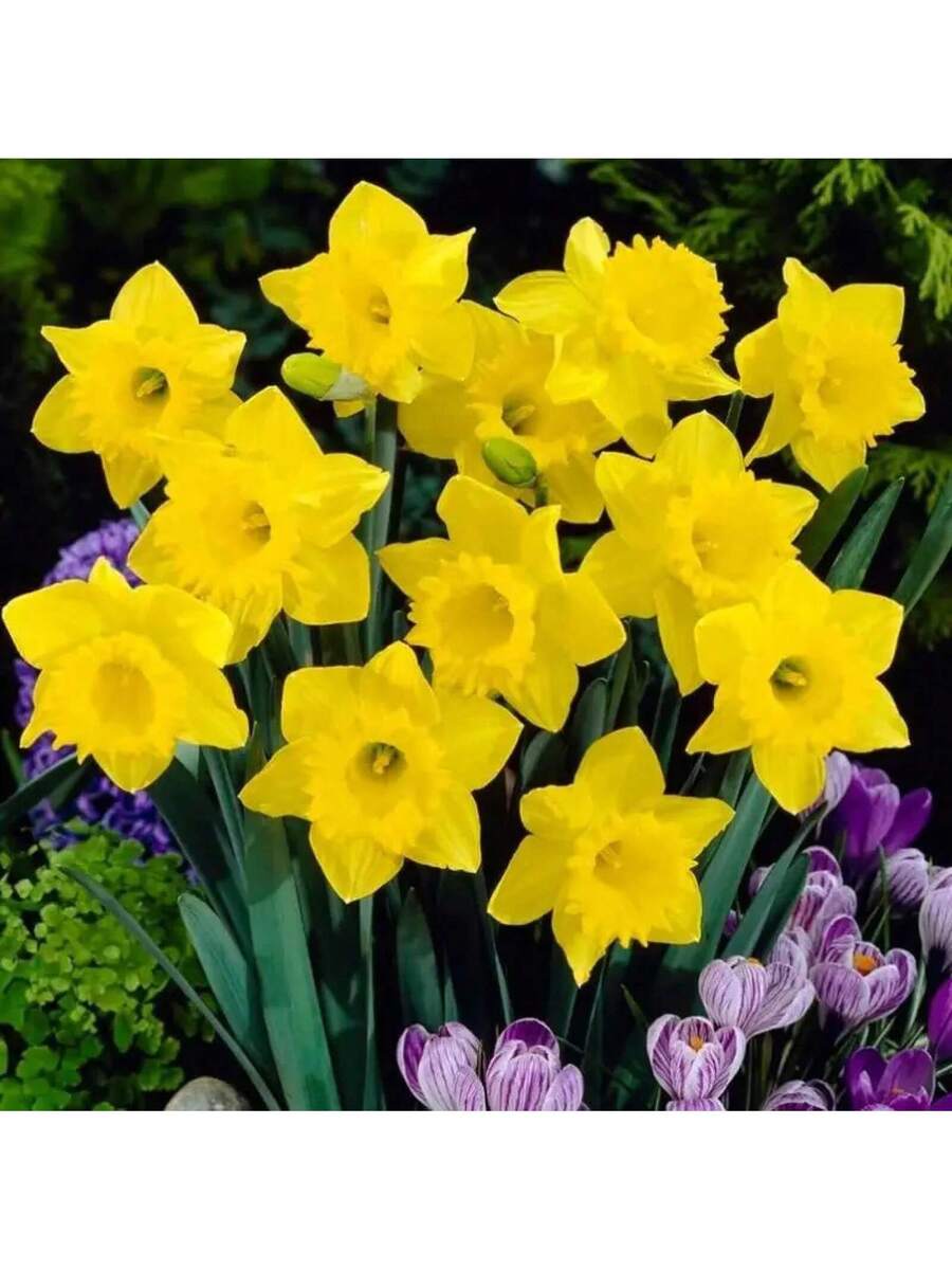 100-200 Bulbos de Narciso