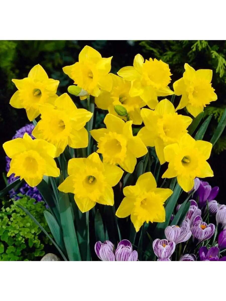 100-200 Bulbos de Narciso
