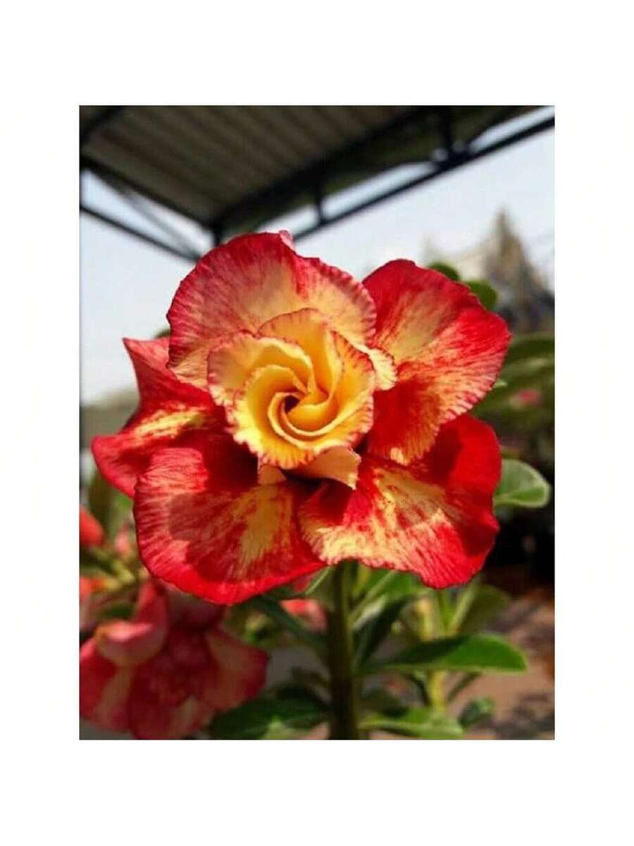200 semillas de flor perenne naranja de rosa del desierto