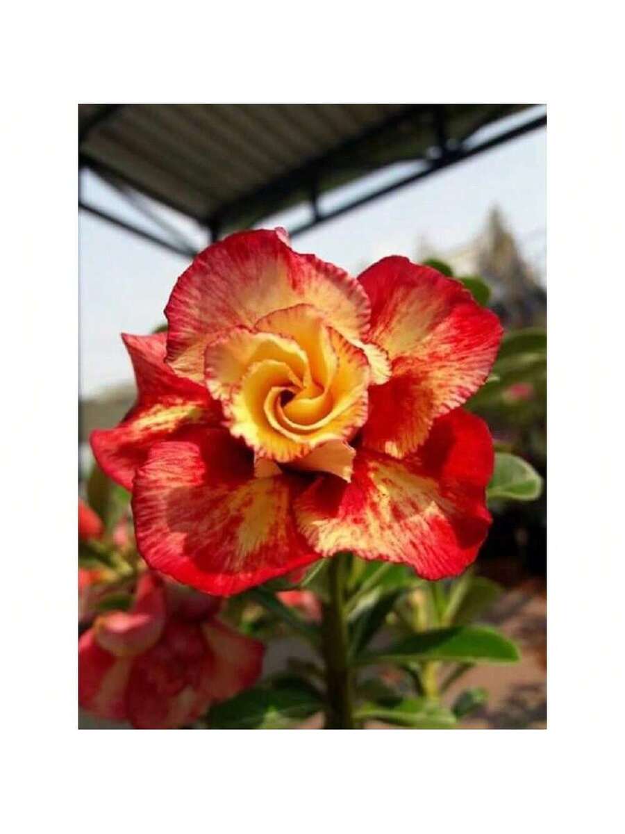 200 semillas de flor perenne naranja de rosa del desierto