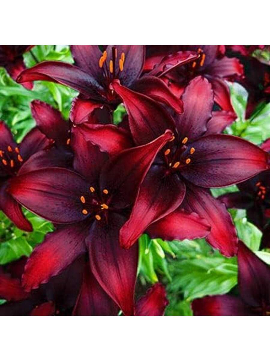 Bulbos de Lirio Negro1 bulbo