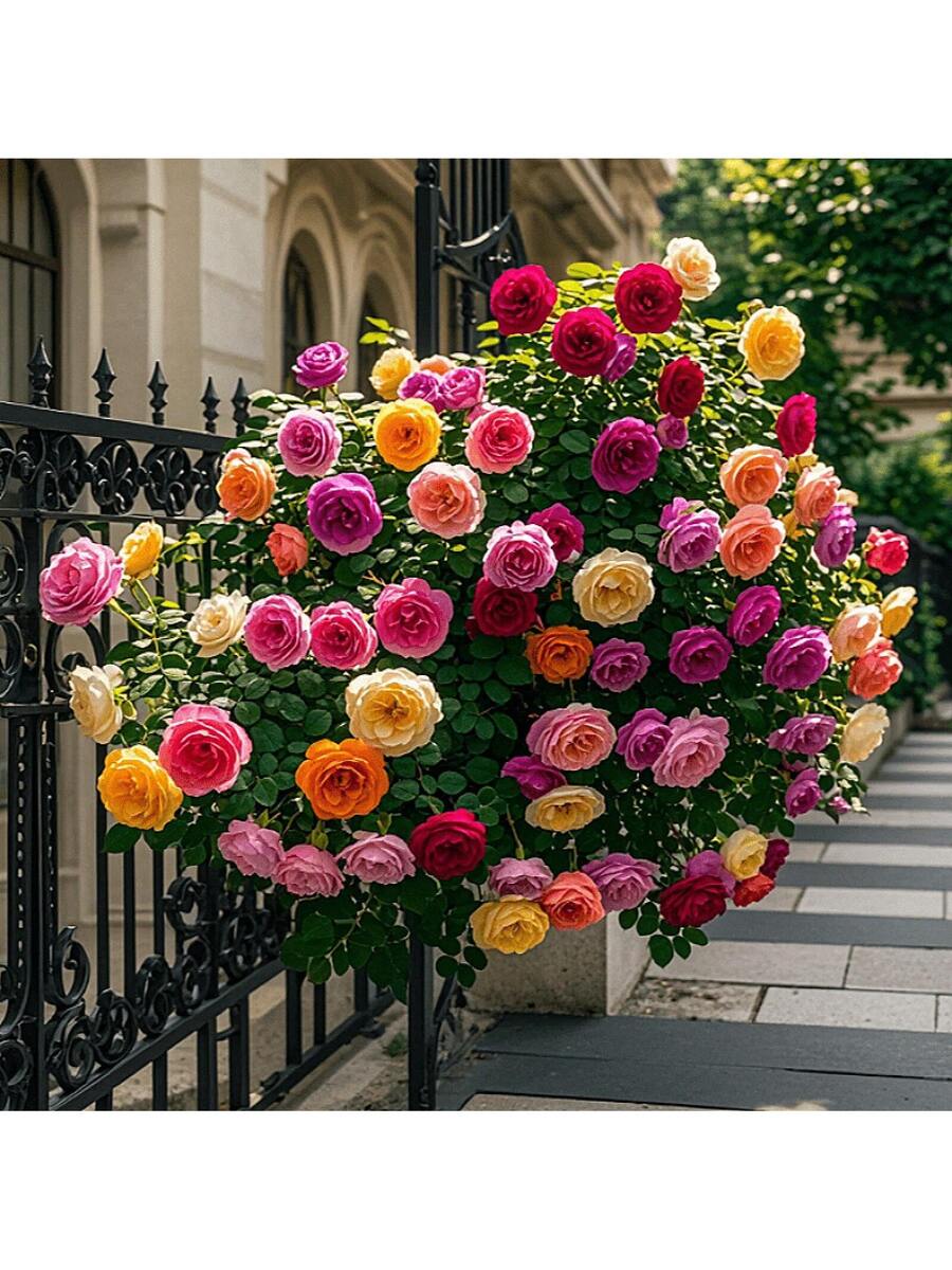 150 semillas de rosas trepadoras mezcladas con rosas silvestres