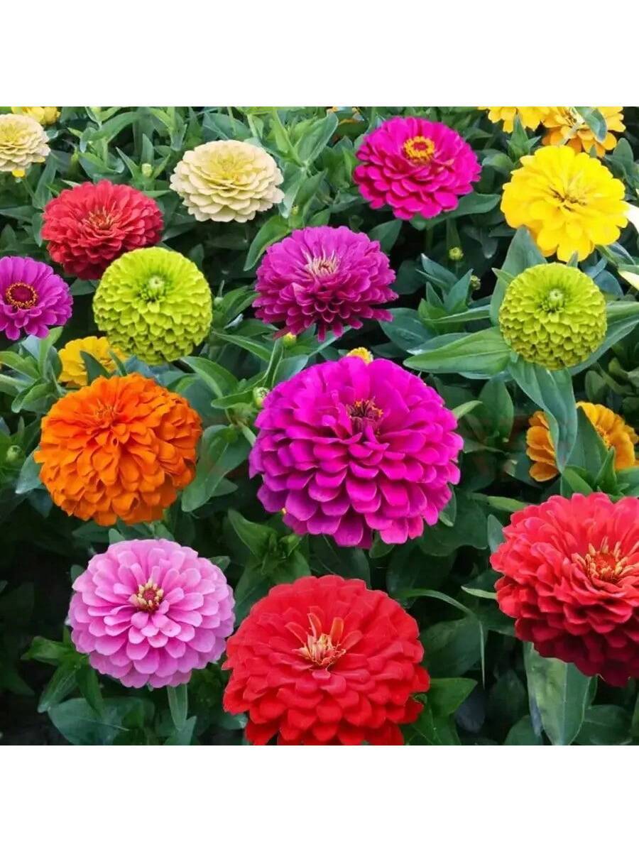1000PCS Mezcla Loca de Semillas de Zinnias Gigantes