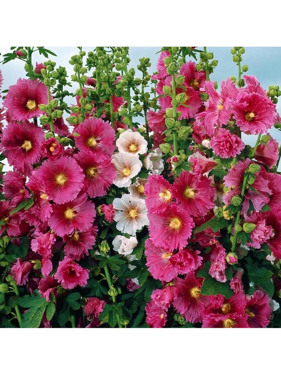 100+ Semillas de Malva Gigante Mezcla de Carnaval Semillas de Flores de Malva