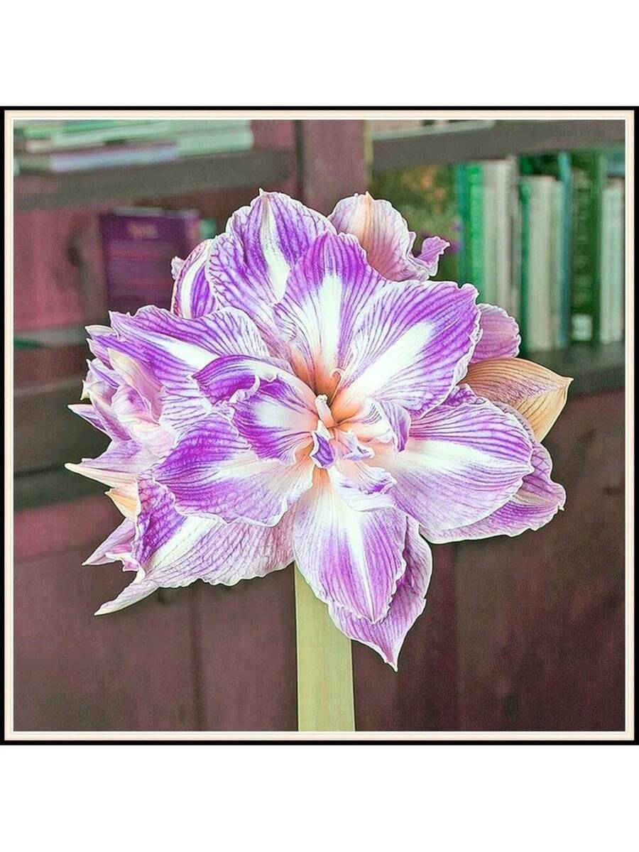 bulbo de flor Amaryllis